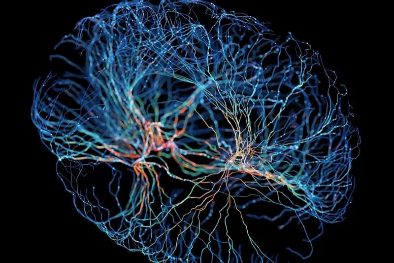 Applied AI Neural Network Architecture